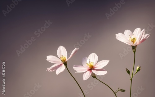 Flowers  soft and beautiful macro shot  with a blurred gradient backdrop. Generative AI.