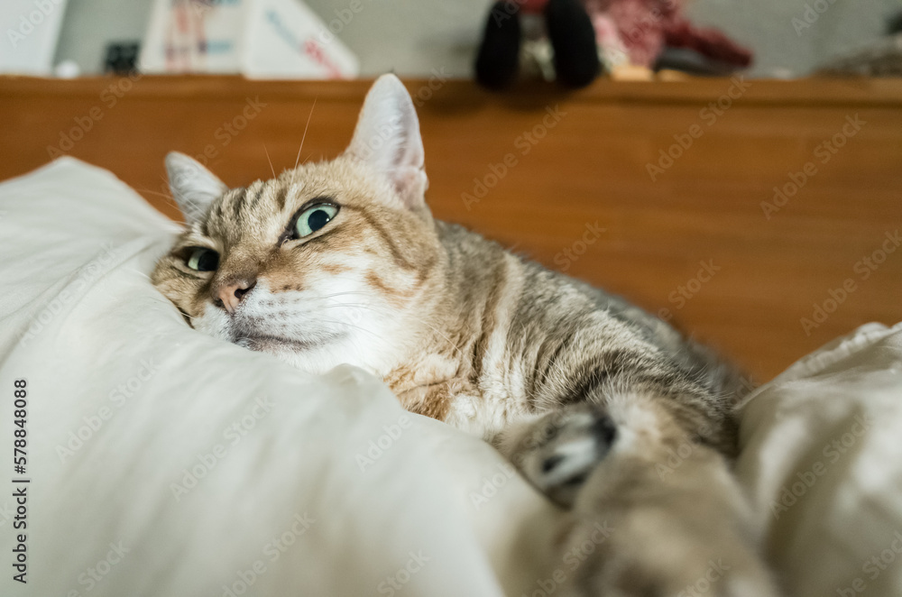 Naklejka premium funny tabby cat