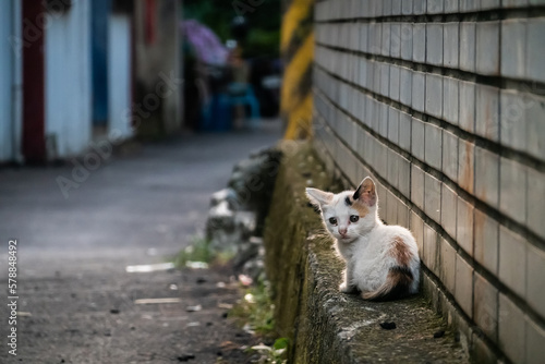 little stray cat sit at a street © ChenPG