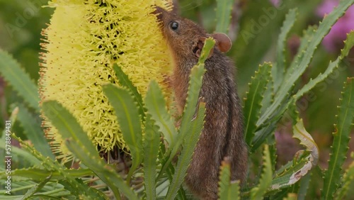 Honey Possum or noolbenger Tarsipes rostratus tiny marsupial feeds on the nectar and pollen of yellow bloom, important pollinator for Banksia attenuata and coccinea and Adenanthos cuneatus. photo