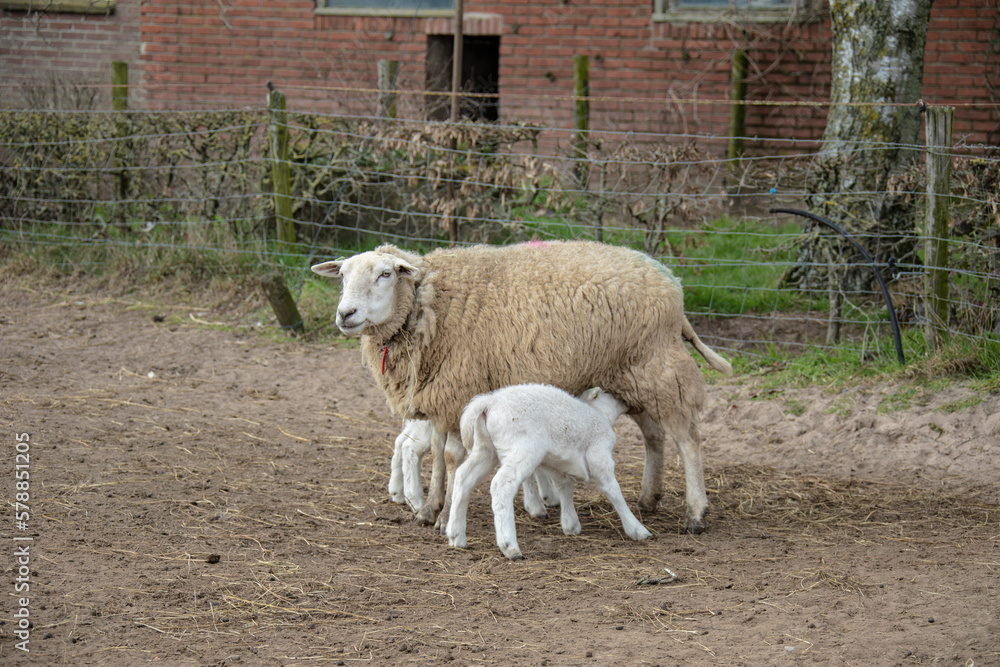 Fototapeta premium Spring lambs. Sheep in field with its new born lambs