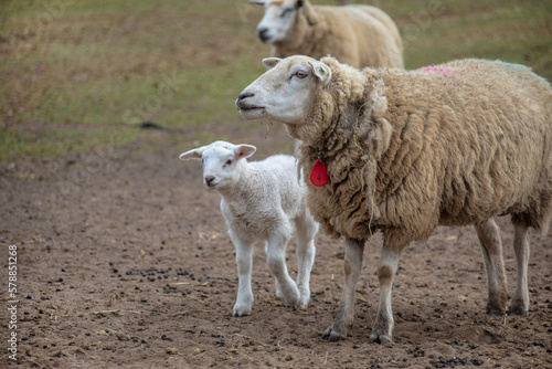 Spring lamb. Sheep in field with its new born lamb