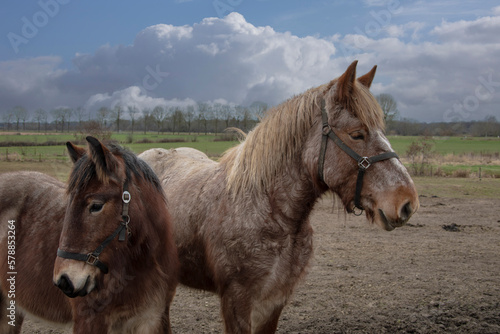 Portrait of Ardennes horses, close up animals. © britaseifert