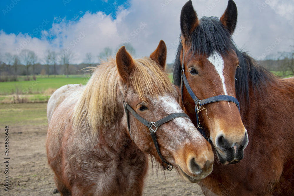 Portrait of Ardennes horses, close up animals. Portrait of Ardennes horses, close up animals.
