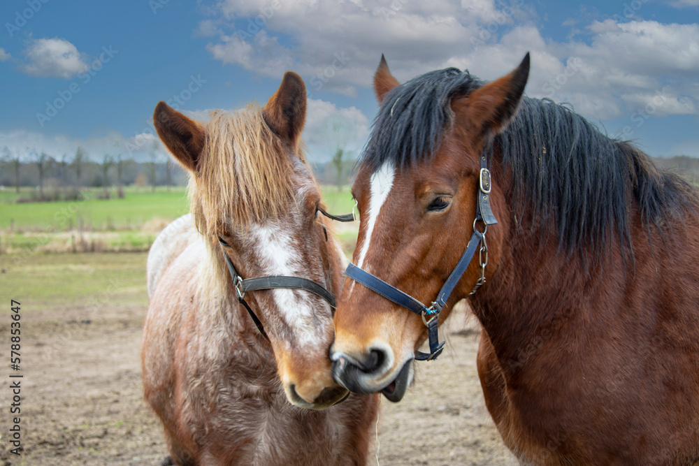 Portrait of Ardennes horses, close up animals. Portrait of Ardennes horses, close up animals.