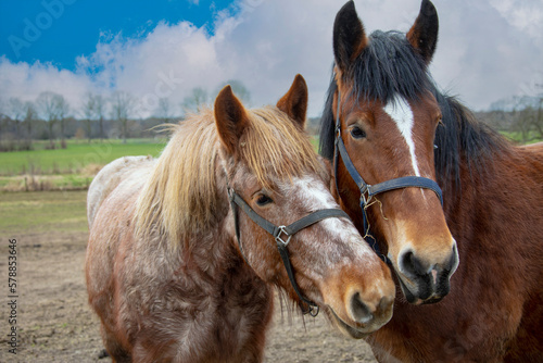 Fototapeta Naklejka Na Ścianę i Meble -  Portrait of Ardennes horses, close up animals.