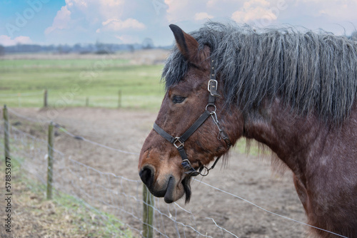 Portrait of Ardennes horse, close up animals.