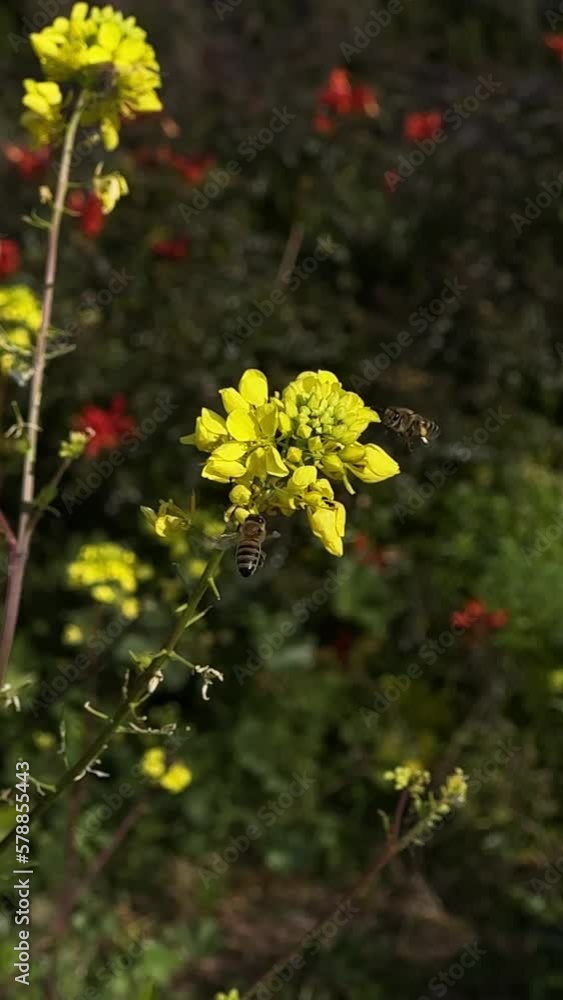 yellow flower in the garden yellow flower in the garden