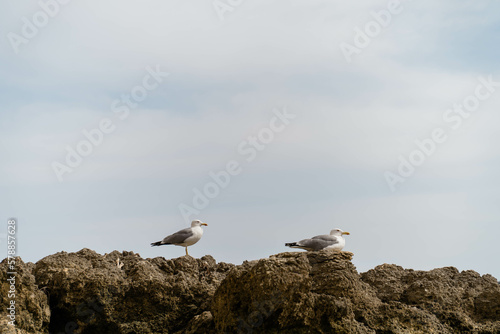Gabbiani che si riposano sulle rocce di una spiaggia in Portogallo