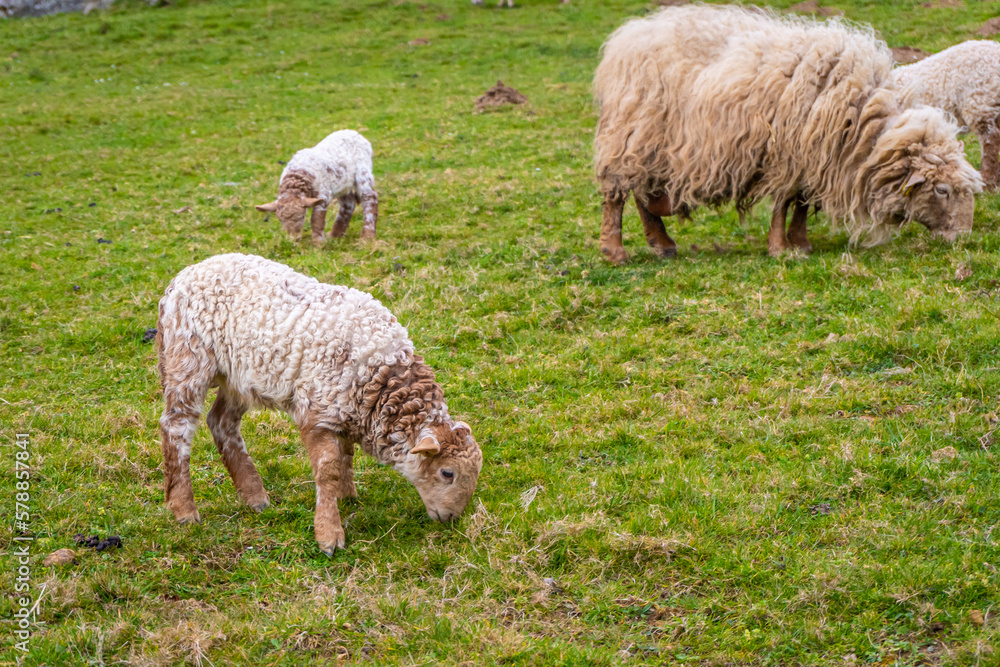 Naklejka premium Beautiful landscape with adult sheep next to small sheep, lambs eating grass in the Adarra mountain of the Basque country