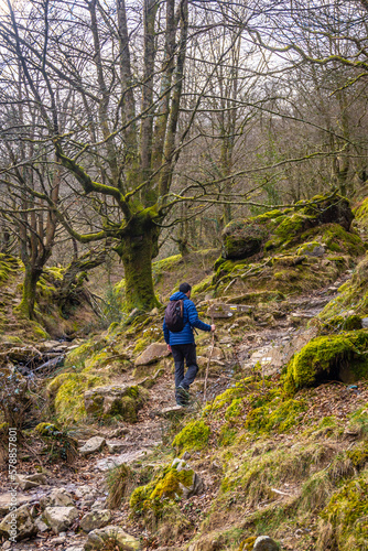 A man on the path through the beech woods on the ascent to Mount Adarra, in the Guipuzcoan municipality of Urnieta in Urnieta, near San Sebastián. Basque Country