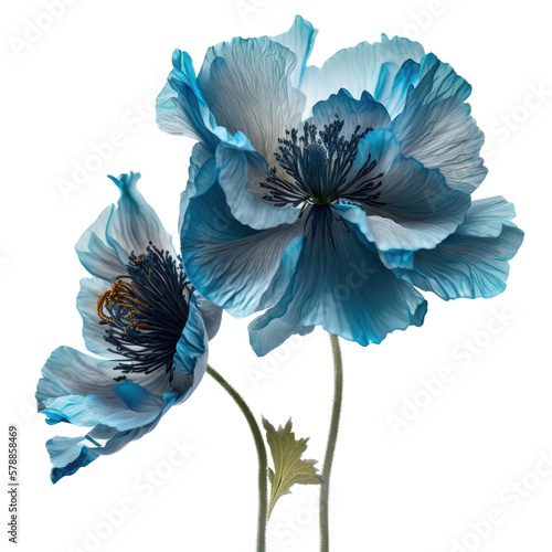 isolated blue poppy flowers, spring, illustration, transparent background, png, generative ai