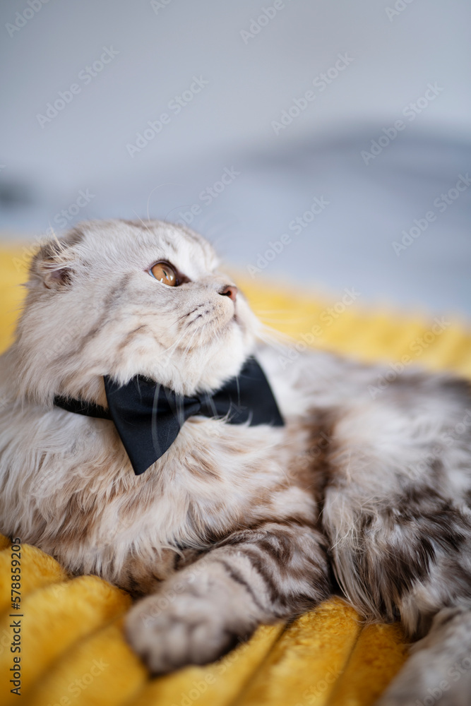 Cute british cat with a butterfly tie on yellow blanket