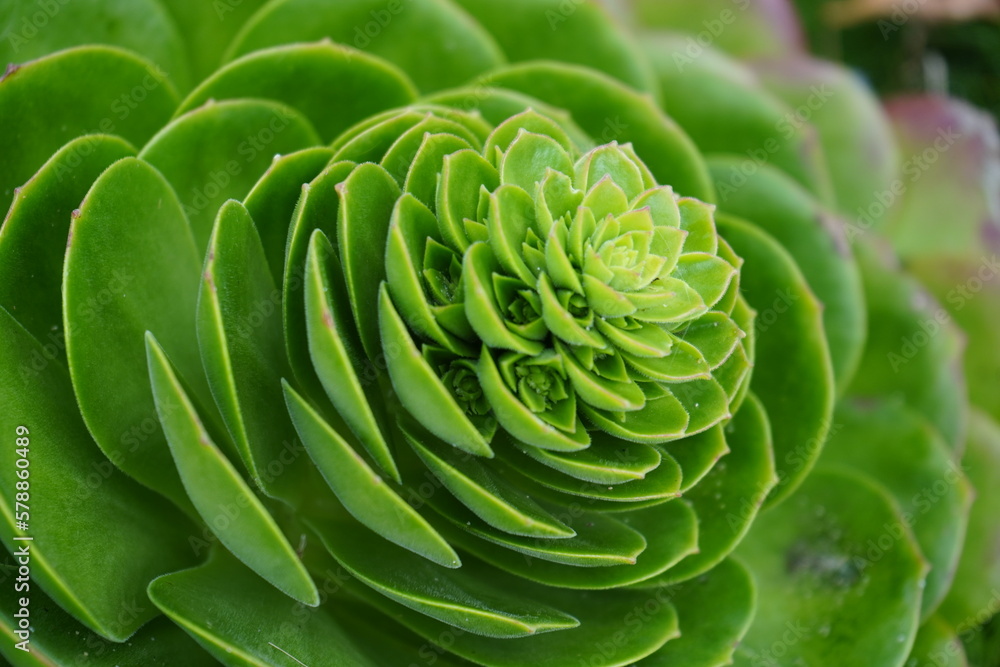 Obraz premium Succulent