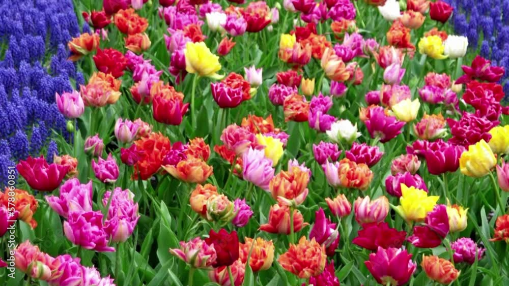 Spring tulip field in garden, Lisse, Amsterdam Netherlands Spring tulip field in garden, Lisse, Amsterdam Netherlands