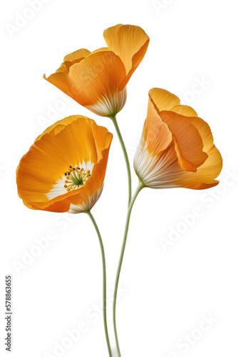 isolated orange California poppies, spring, illustration, transparent background, png, generative ai photo