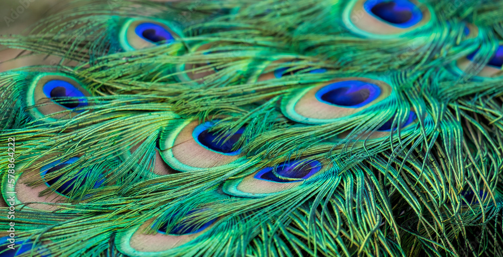 Obraz premium Pfauenfedern
