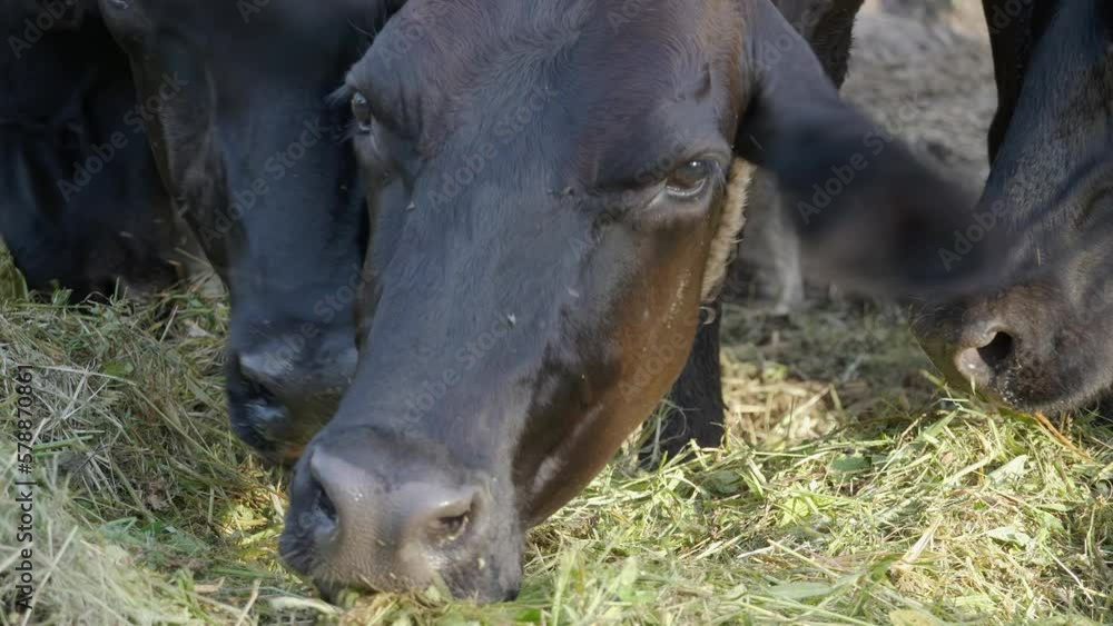 Close up of Cow eating grass in a dairy farm, Thailand rural scene. dairy cattle Close up of Cow eating grass in a dairy farm, Thailand rural scene. dairy cattle