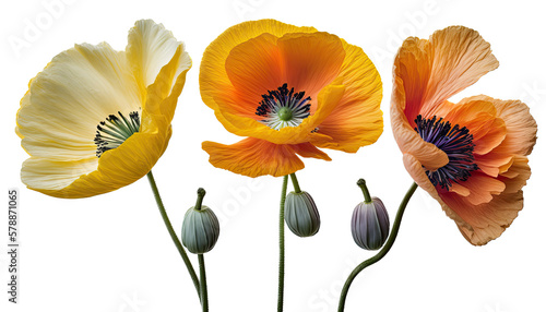 isolated orange poppy flowers  spring  illustration  transparent background  png  generative ai