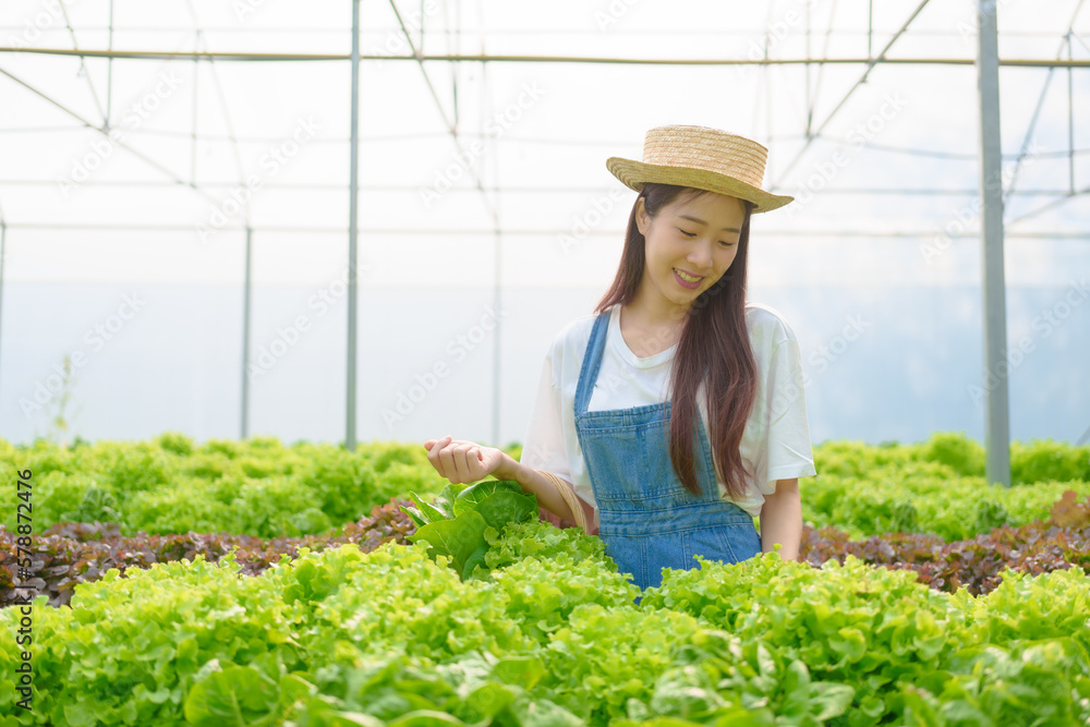 Obraz premium Young Asian smart farmer working with smart agriculture organic hydroponic vegetable greenhouse, Butterhead Lettuce, Green Oak, Red Oak for vegan salad.