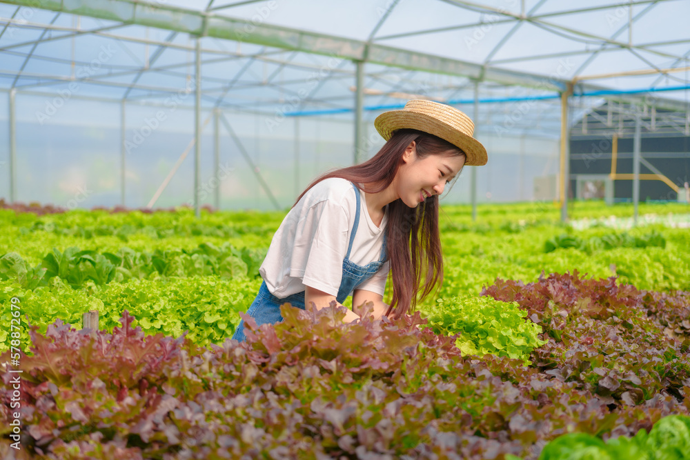 Young Asian smart farmer working with smart agriculture organic hydroponic vegetable greenhouse, Butterhead Lettuce, Green Oak, Red Oak for vegan salad.