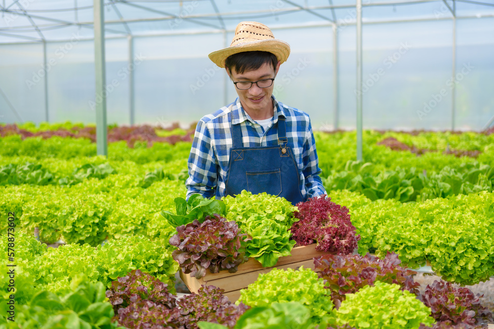 Young Asian smart farmer working with smart agriculture organic hydroponic vegetable greenhouse, Butterhead Lettuce, Green Oak, Red Oak for vegan salad.