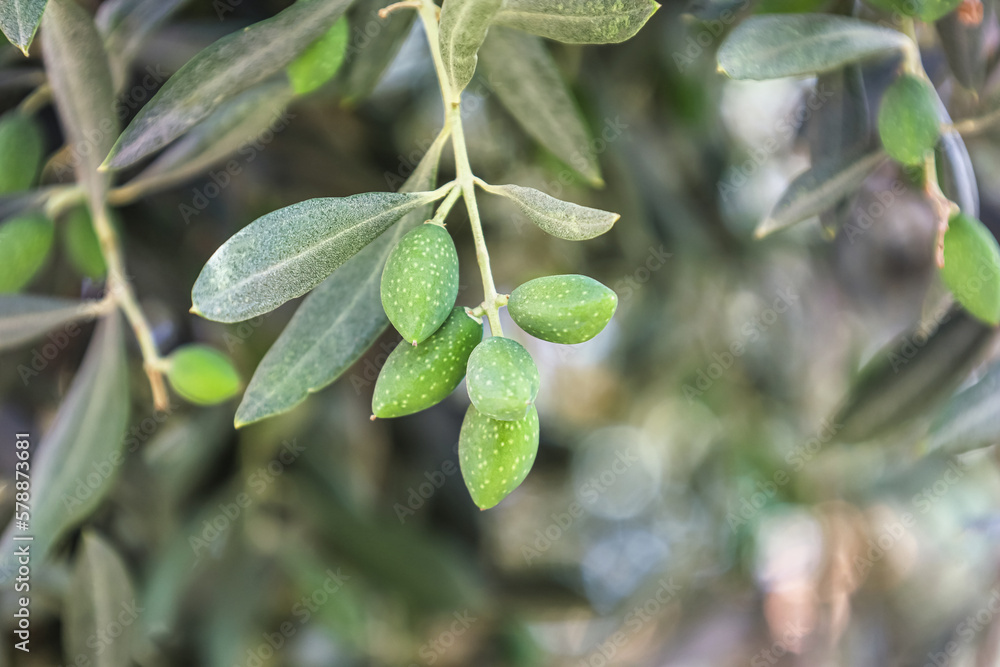 Tree branches with green olives and leaves outdoors, closeup Tree branches with green olives and leaves outdoors, closeup