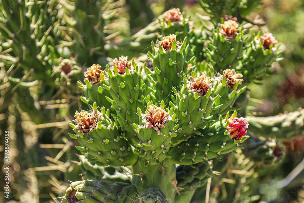 View of green cacti with blooming flowers outdoors, closeup View of green cacti with blooming flowers outdoors, closeup