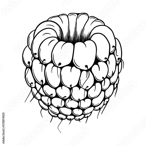 Hand drawn outline raspberry isolated on white background. Berry sketched art. Vector illustration.