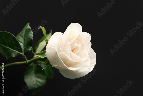 Fototapeta Naklejka Na Ścianę i Meble -  Beautiful rose flower on dark background, closeup