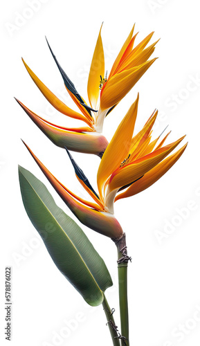 isolated bird of paradise flower photo, spring, illustration, transparent background, png, horizontal, vertical, generative ai photo