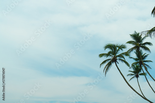 Palm trees on the background of the sky with white clouds