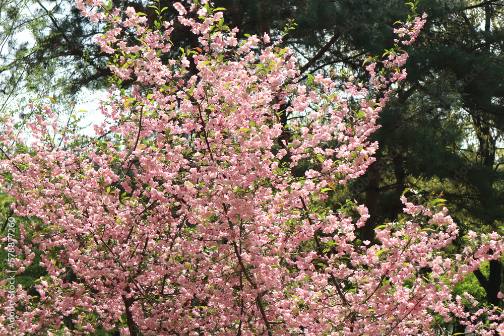 colorful spring flowers in full bloom
colorful spring flowers in full bloom