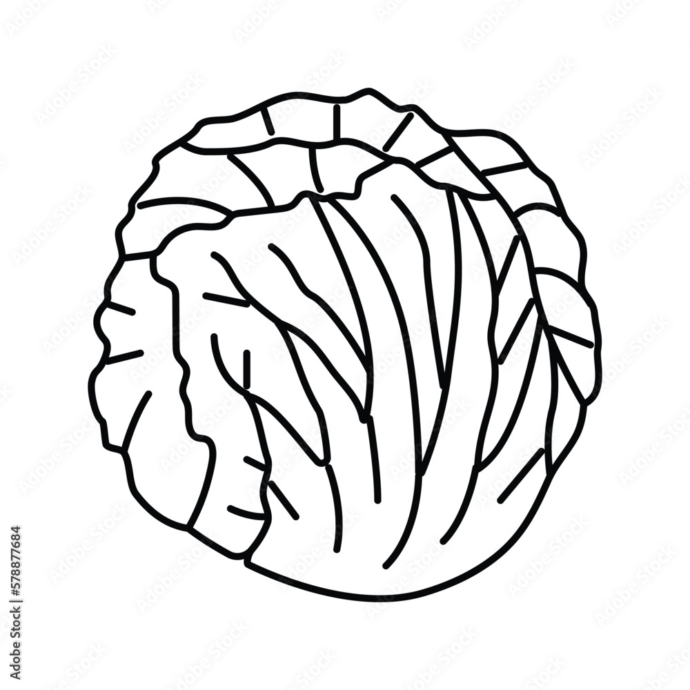 Fototapeta premium radicchio salad food line icon vector illustration