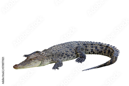 Crocodile isolated on transparent background. Clipping path