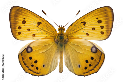 Butterfly cutout © vectoraja