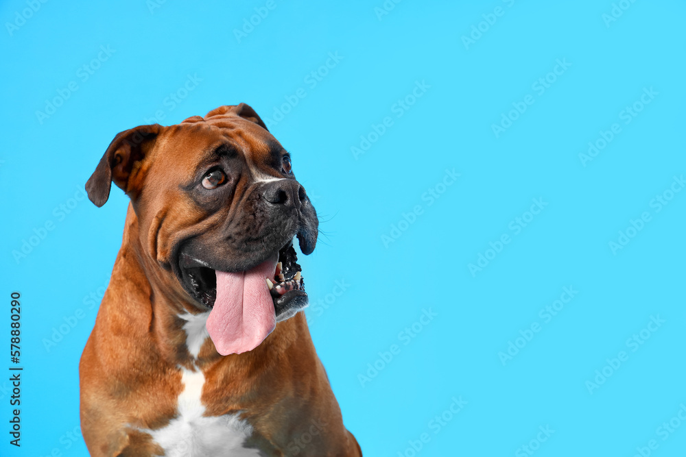Boxer dog on blue background, closeup