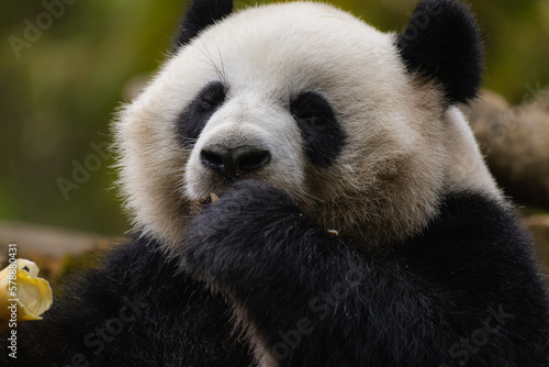 Hungry giant panda bear eating bamboo © Tatiana Kashko