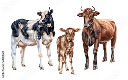 A set of three farm animals: a black and white cow, a red bull and a brown calf. For postcards, packaging design, textiles, booklets.