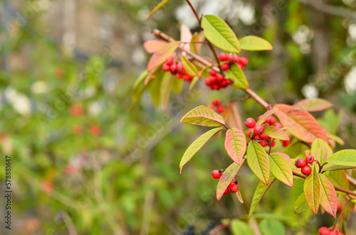 Plant branches with red berries outdoors, closeup