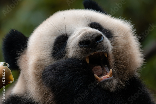 Fototapeta Naklejka Na Ścianę i Meble -  A young giant panda is very happy to eat bamboo, close up image