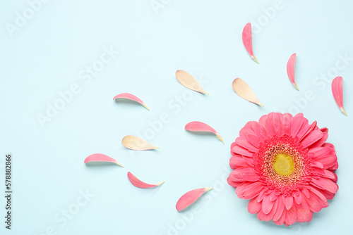 Fotografie Composition with beautiful gerbera flower and petals on blue background