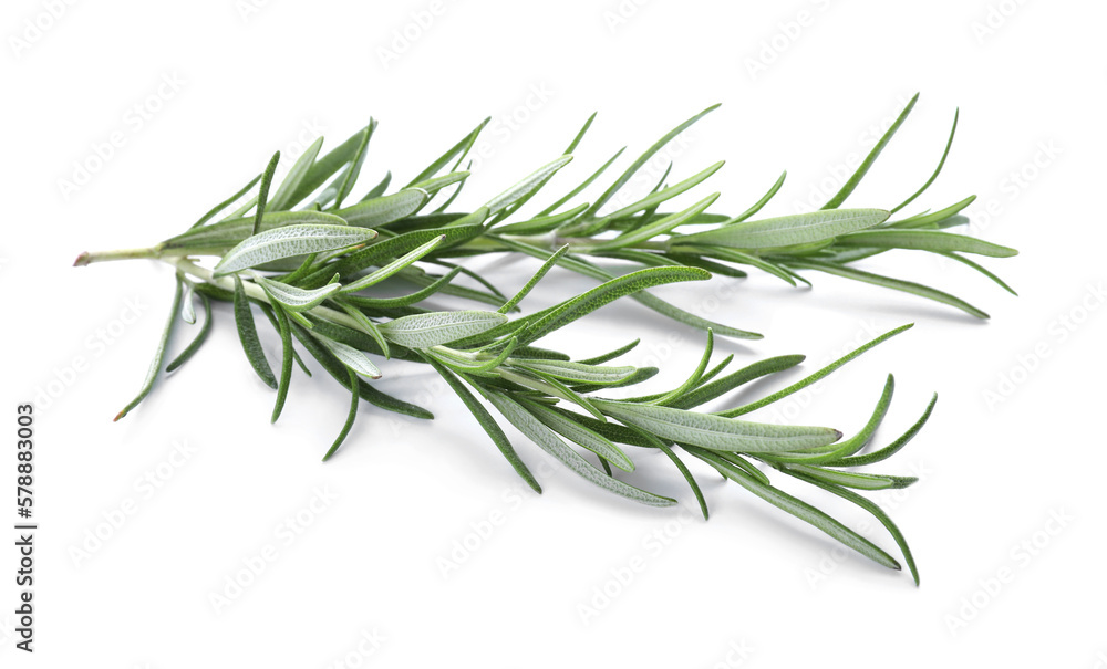 Fresh green rosemary twigs isolated on white Fresh green rosemary twigs isolated on white