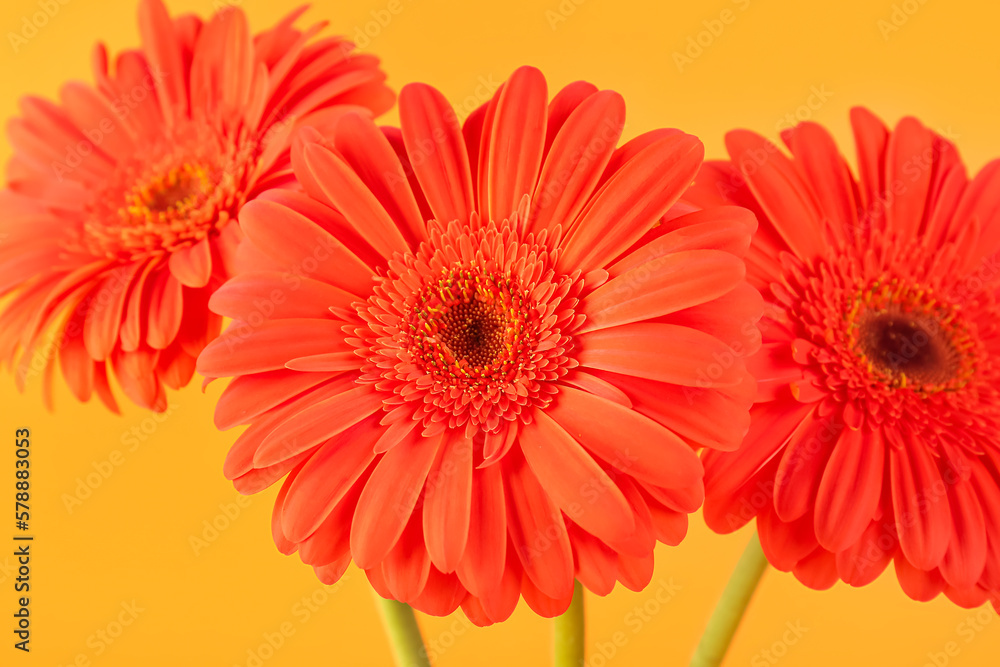 Beautiful gerbera flowers on orange background