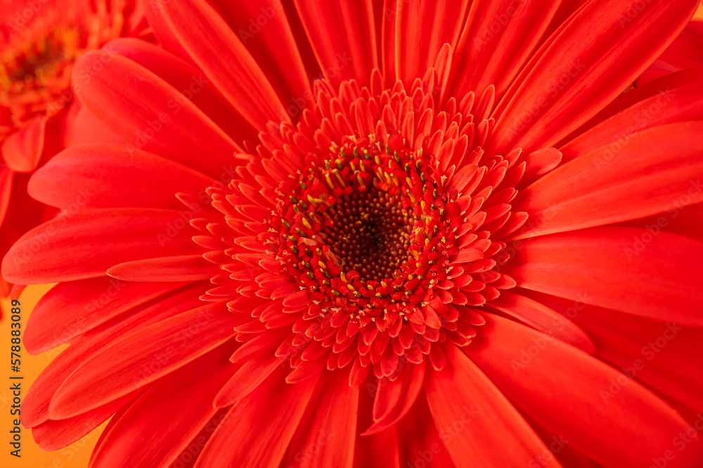 Beautiful gerbera flower, closeup