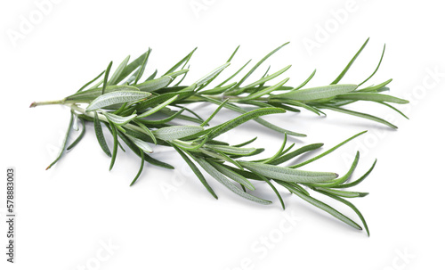 Fresh green rosemary twigs isolated on white