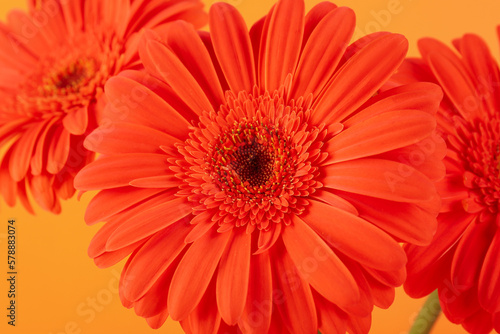 Beautiful gerbera flower on orange background  closeup