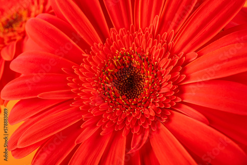 Beautiful gerbera flower  closeup