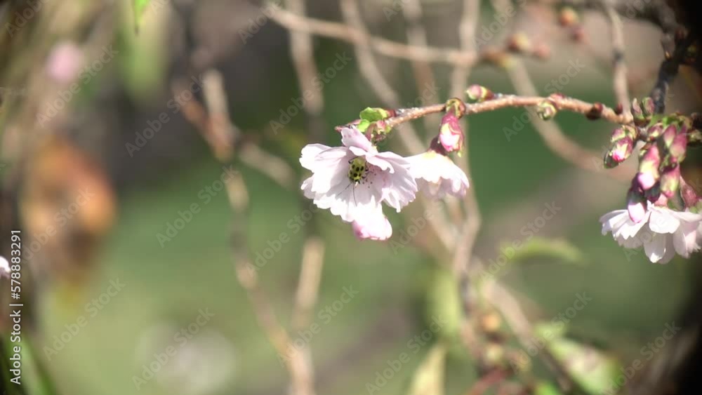 A bee flying over cherry blossoms and a bug sucking nectar from cherry blossoms A bee flying over cherry blossoms and a bug sucking nectar from cherry blossoms