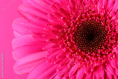 Beautiful gerbera flower on pink background  closeup